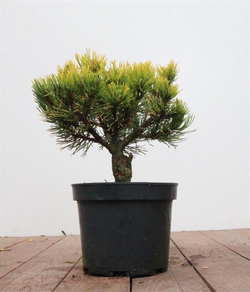 Kiefer Bonsai in einem Pflanzgefäß