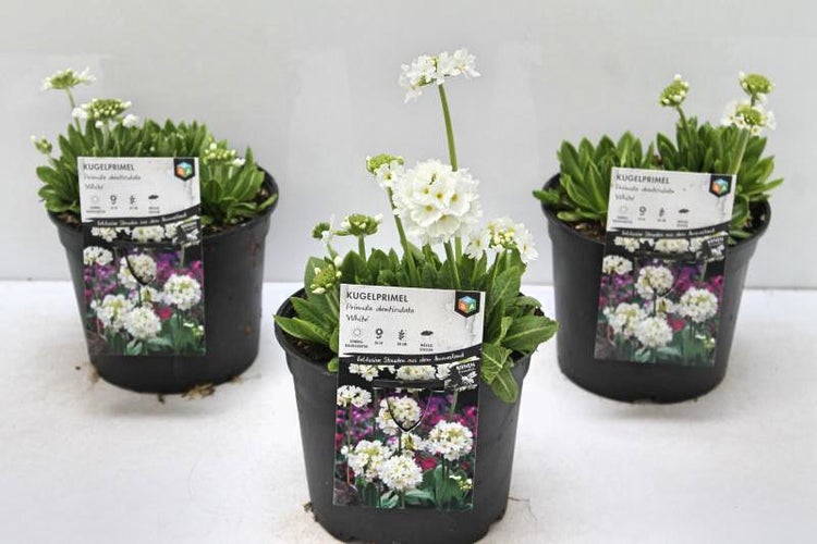 Primula denticulata, Kugelprimel, weiß, 2 Liter Container