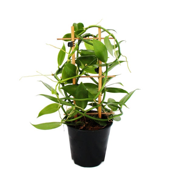 Pflegehinweise für Teakholz Gartenmöbel