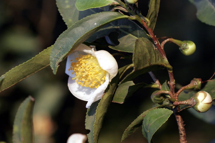 SAFLAX Garden to go - Echter Teestrauch - Camellia sinensis - 6 Samen - Mit Topf, Klima - Deckel und Anzuchtsubstrat