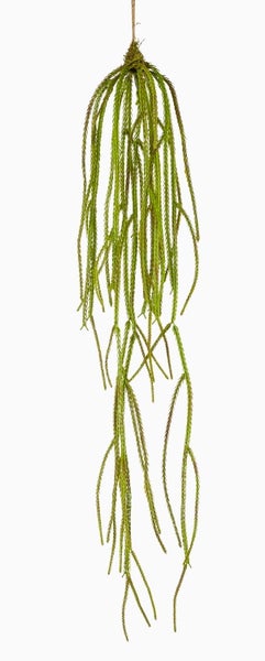 Nahaufnahme einer Pilea Ufopflanze mit runden grünen Blättern