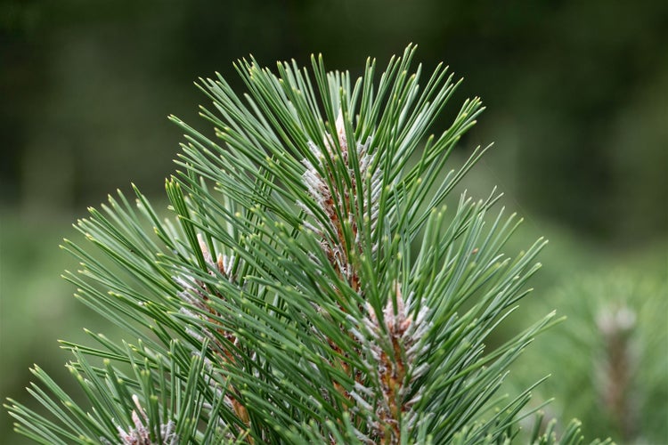 Pinus nigra 'Komet', Schwarzkiefer, 40–50 cm, immergrün