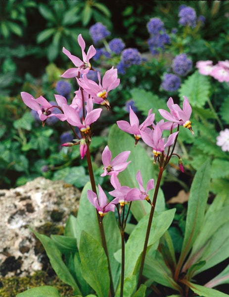 Dodecatheon meadia, Shooting Star, rosa Blüten, ca. 9x9 cm Topf