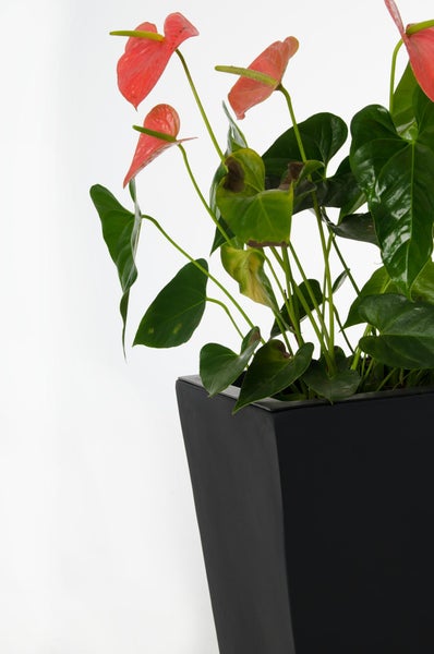 Anthurie mit roten Blüten und grünen Blättern in einem schwarzen quadratischen Pflanzgefäß.