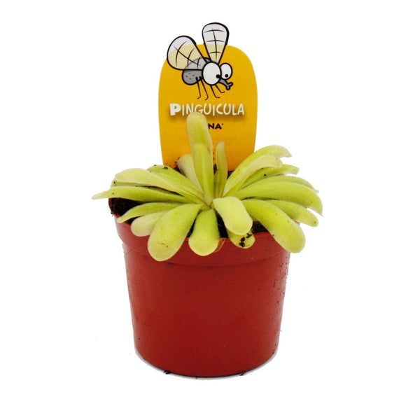 Fettkraut-Trio - 3 verschiedene Pinguicula-Pflanzen im Set - Fleischfressende Pflanze - 9cm Topf