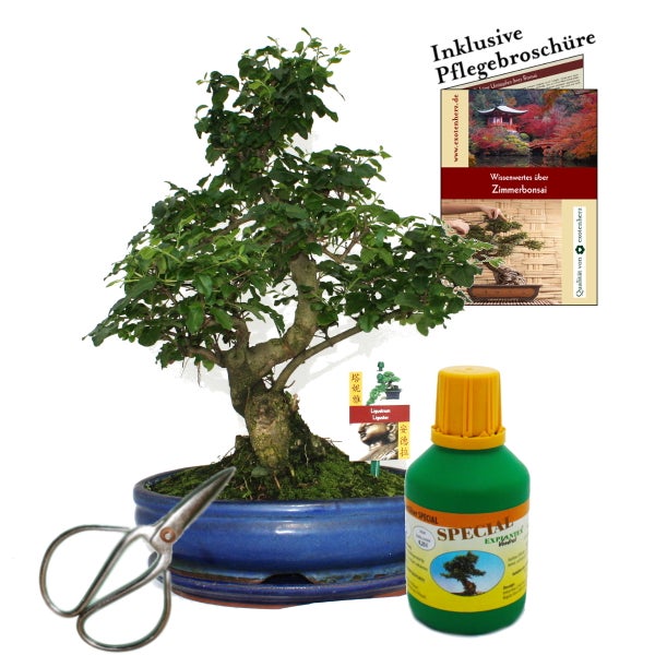 Bonsai Chin. Liguster Ligustrum ca. 10 Jahre 25cm Schale Geschenk-Set mit Schere und Dünger