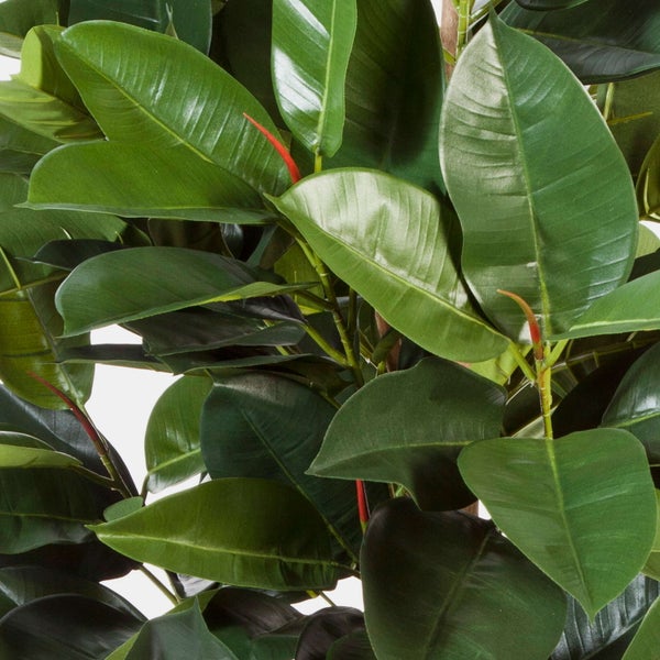 Nahaufnahme einer Kunstpflanze Gummibaum mit grossen glaenzenden gruenen Blaettern und roten Details