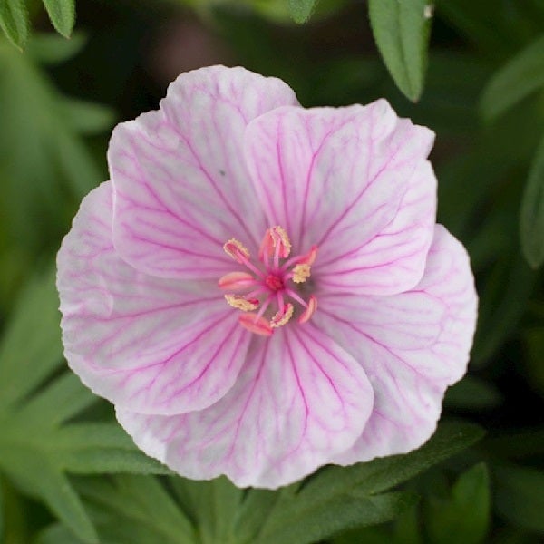 Nahaufnahme einer einzelnen rosafarbenen Blüte