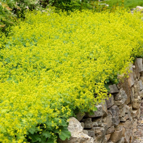 Bloomique - 3er Set - Alchemilla Mollis - Frauenmantel - Gartenpflanzen - Winterhart - Höhe 10-20cm - Topf 9x9cm