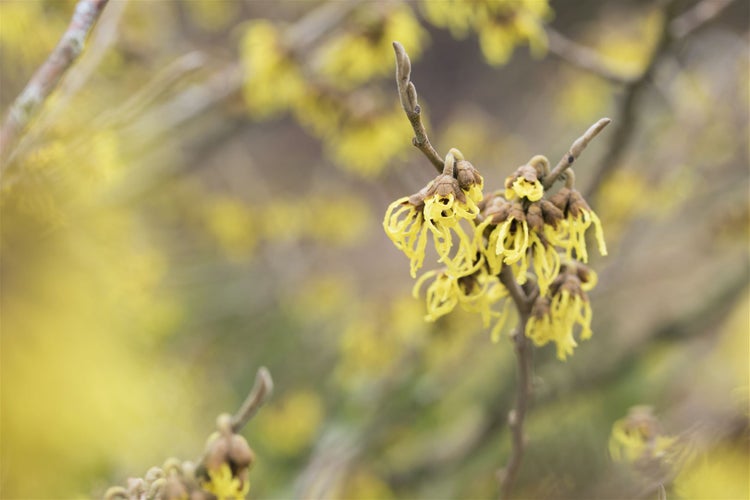 Hamamelis intermedia 'Arnold Promise', Zaubernuss, gelb, 40–60 cm