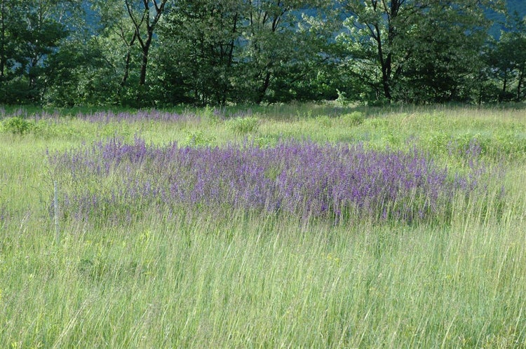 Salvia pratensis, Wiesensalbei, violett, ca. 9x9 cm Topf