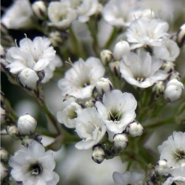 Nahaufnahme von Meerlavendelblüten
