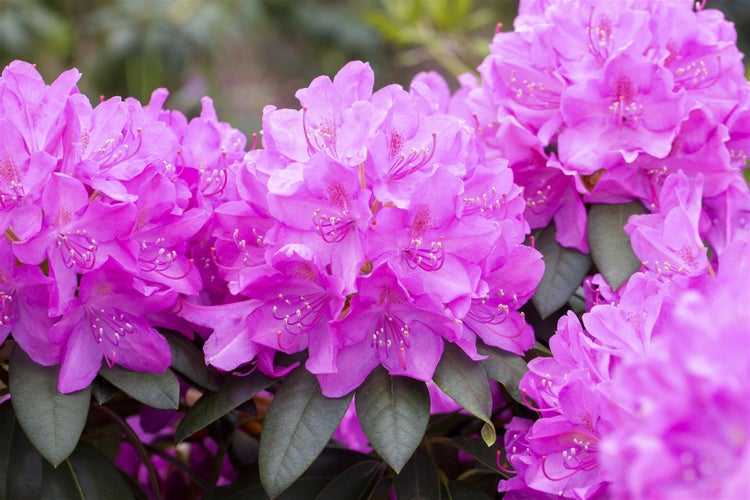 Rhododendron Hybr. 'Catawbiense Boursault', lila Blüten, 40–50 cm