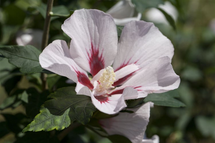 Hibiskusblüte mit Blättern