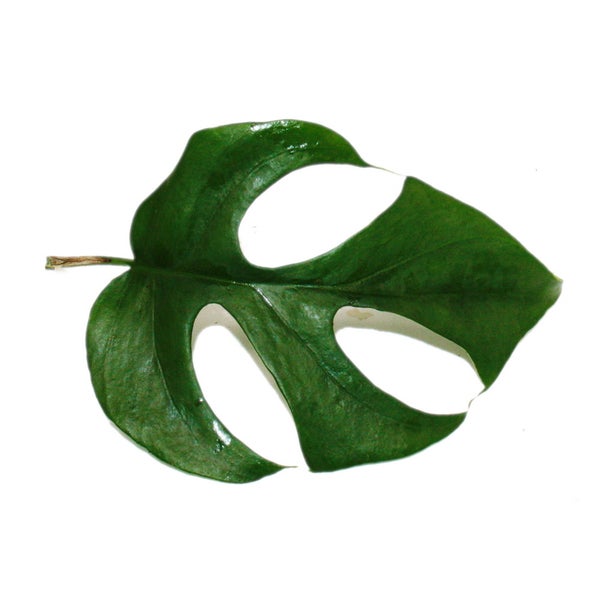 Monstera  minima - Fensterblatt - am Bambusspalier - 16cm Topf - ca. 50-60cm hoch