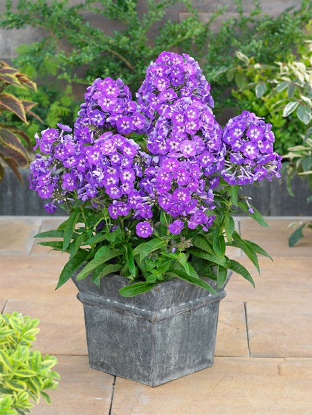 Phlox paniculata 'Purple Kiss', Flammenblume, lila, ca. 11x11 cm Topf