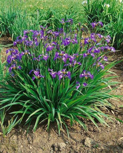 Blühende Irispflanze im Gartenbeet.
