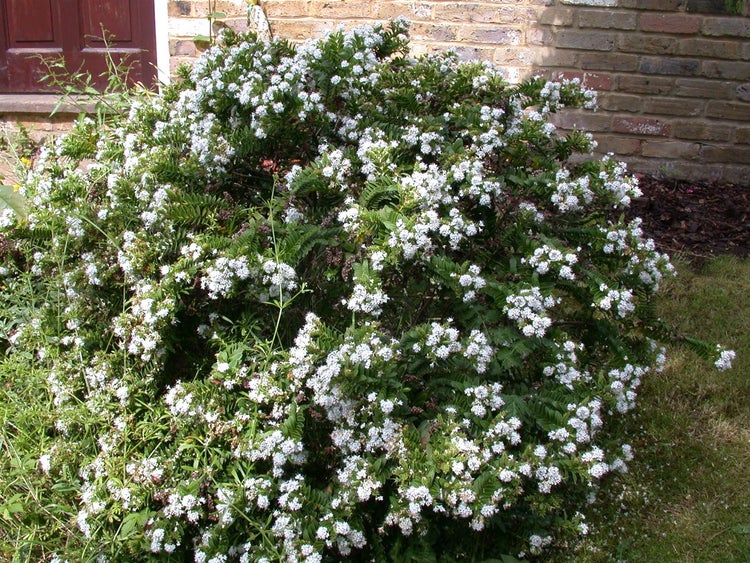 Hebe buxifolia, Strauchveronika, immergrün, 10–15 cm