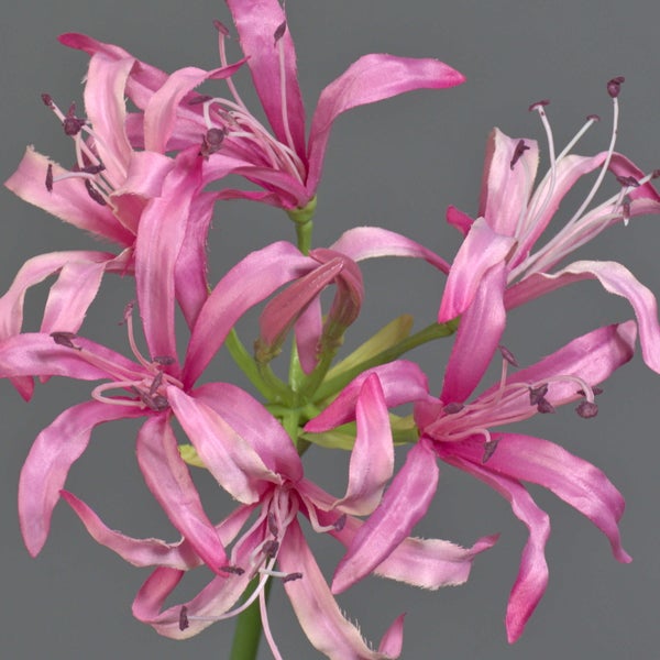 Künstlicher Strohblumen-Zweig mit rosa Blüten, gelber Mitte und grünen Blättern für die Dekoration.