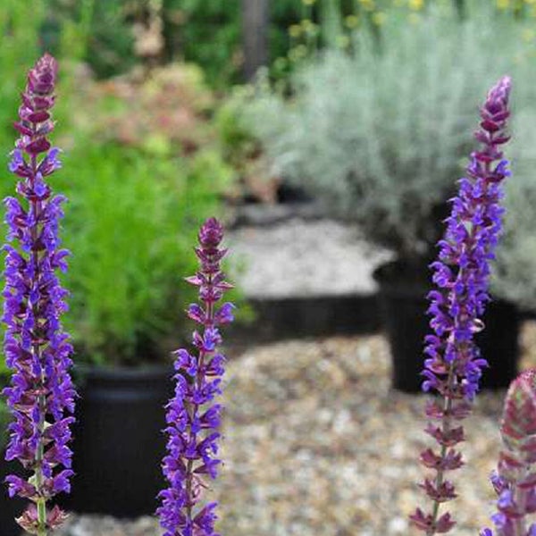 Blühende Salvia Pflanzen im Garten
