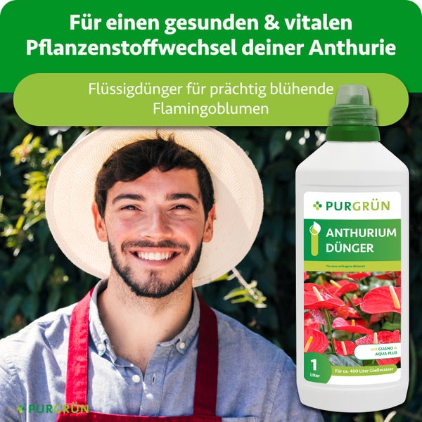 Lächelnder Gärtner neben einer 1 Liter Flasche Purgrün Anthurium Dünger, Flüssigdünger für Flamingoblumen mit Guano und Aqua Plus.