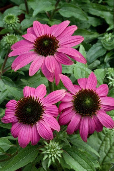 Echinacea purpurea 'PowWow Wild Berry', Purpursonnenhut, ca. 9x9 cm Topf