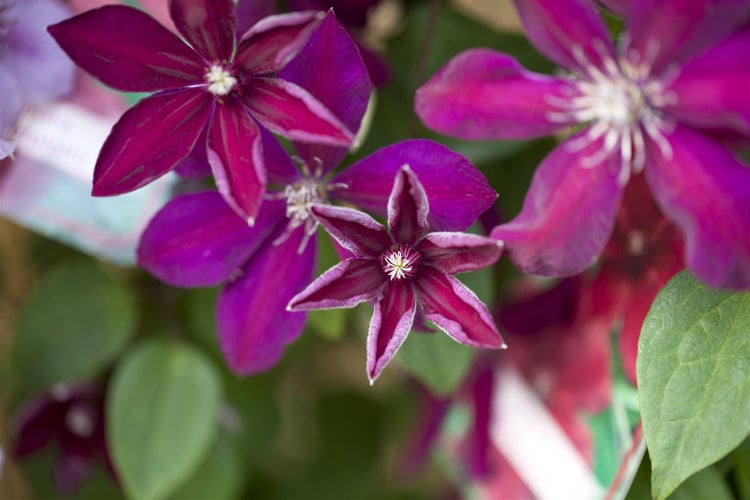 Clematis Hybride 'Westerplatte', Waldrebe, rot, 40–60 cm