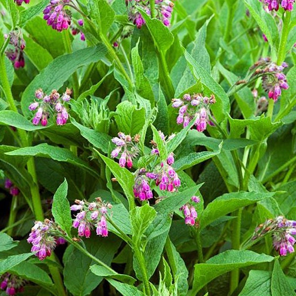 Beinwell Pflanze mit grünen Blättern und rosa Blüten.