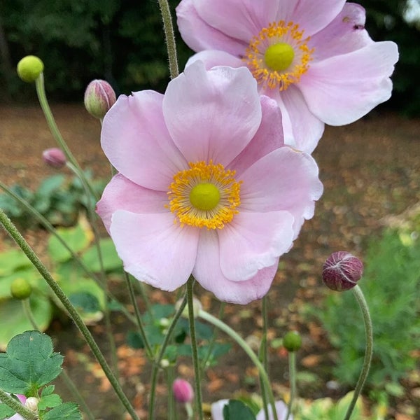 Nahaufnahme von rosa Herbst-Anemonenblüten
