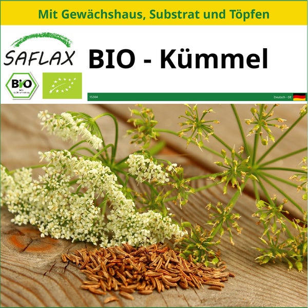 SAFLAX Anzucht Set - BIO - Kümmel - Carum carvi - 800 Samen - Mit Mini-Gewächshaus, Anzuchtsubstrat und 2 Töpfen