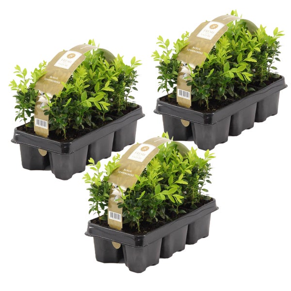 18x Buxus Sempervirens - Heckenkiste - Winterherz - ⌀9 cm-↕ 15-20 cm