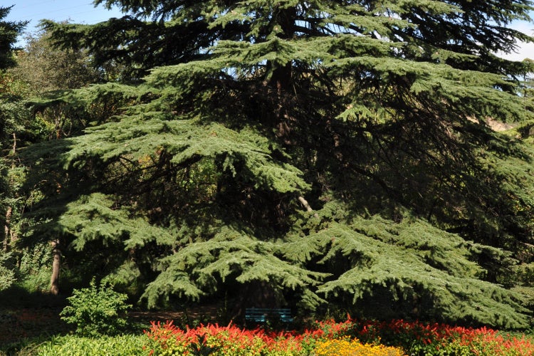 SAFLAX  - Himalaya Zeder - Cedrus deodara - 35 Samen