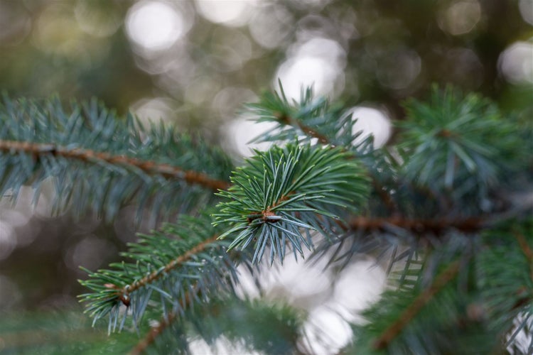 Picea omorika, Serbische Fichte, 100–125 cm