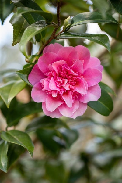 Camellia x williamsii 'Debbie', Kamelie, rosa Blüten, 40–60 cm