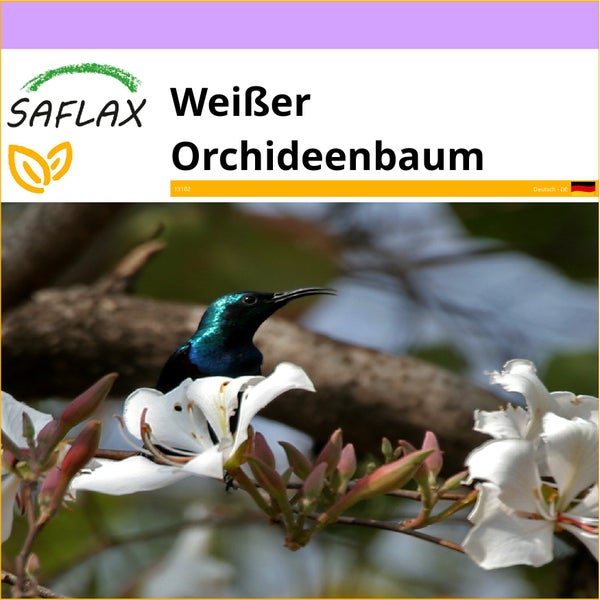 SAFLAX  - Weißer Orchideenbaum - Bauhinia variegata candida - 5 Samen