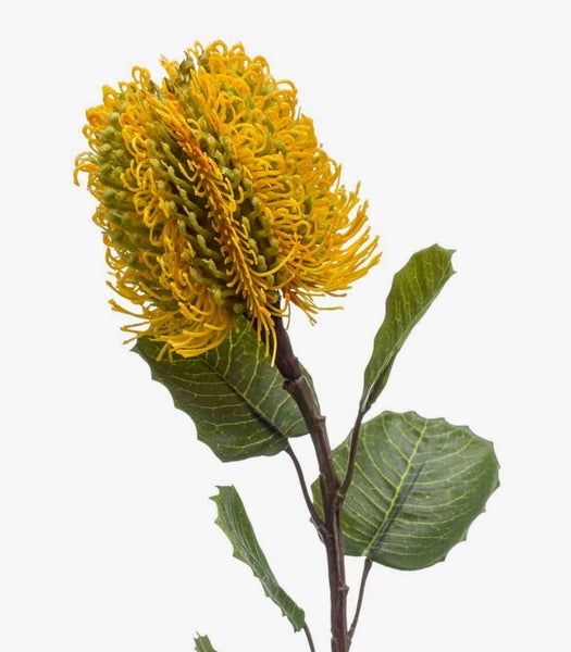 Gelbe Banksia-Blüte mit feinen, gekrümmten Blütenfäden auf einem dunklen Pflanzenstiel.