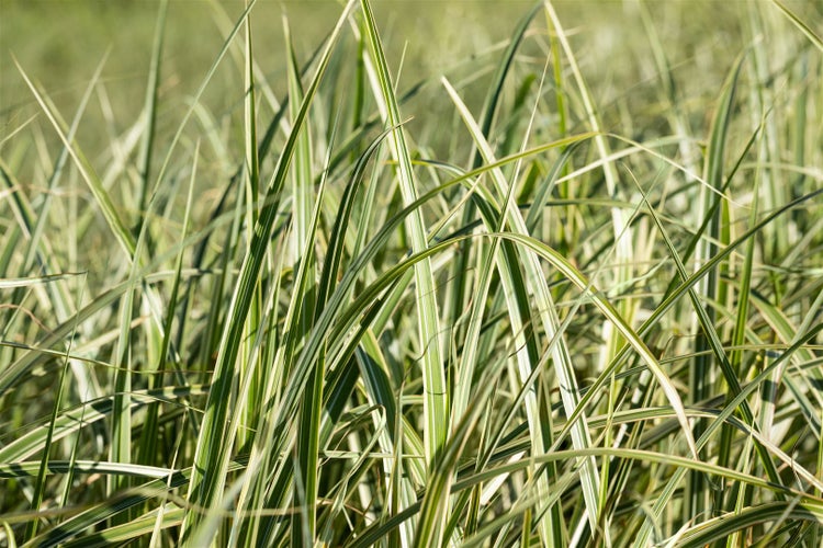 Miscanthus sinensis 'Variegatus', Chinaschilf, gestreift, 3-5 Liter Container
