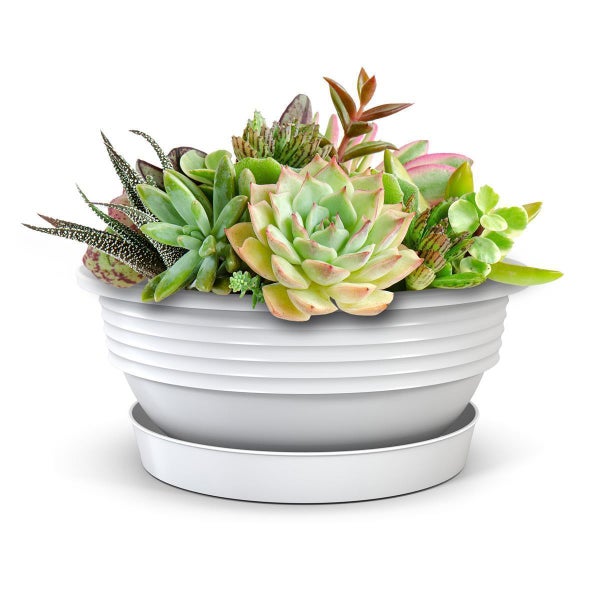 Plastard Pflanzschale Ø 32 x 12,5 cm mit Untersetzer – wetterfest, frostbeständig, ideal für Garten, Balkon & Küche