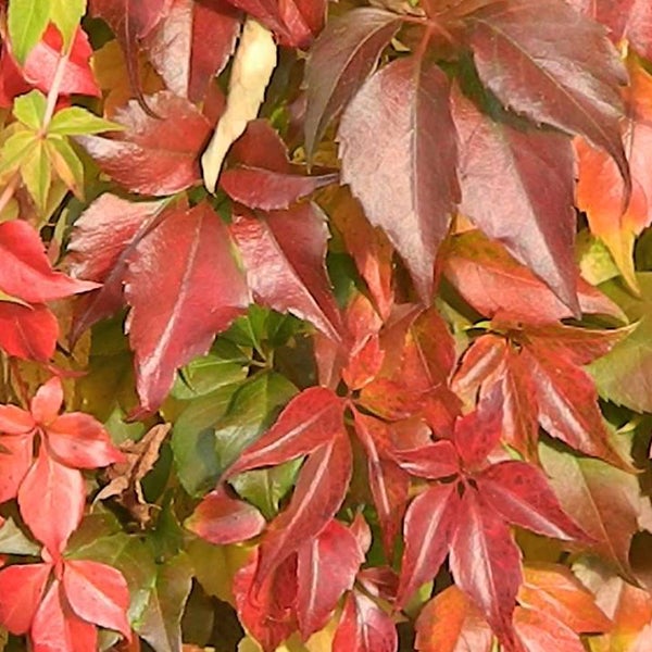 Nahaufnahme von Kletterpflanzen mit Blättern