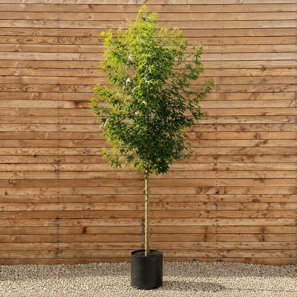 Junger Amberbaum als Hochstamm in einem Kunststoffpflanztopf vor einer hölzernen Sichtschutzwand aus horizontalen Brettern.
