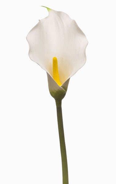 Nahaufnahme einer künstlichen Orchidee mit weißen Blüten und grünen Knospen.