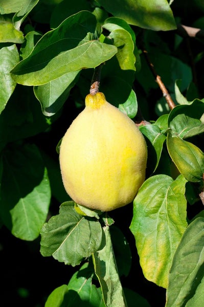 Cydonia 'Birnenquitte', Birnenquitte, 40 cm Stammhöhe