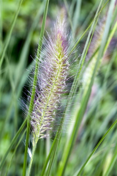 Pennisetum alopecuroides 'Cassian', Lampenputzergras, ca. 11x11 cm Topf