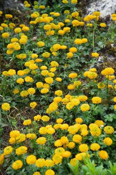 Ranunculus ficaria 'Flore Pleno', Scharbockskraut, gefüllt, ca. 9x9 cm Topf