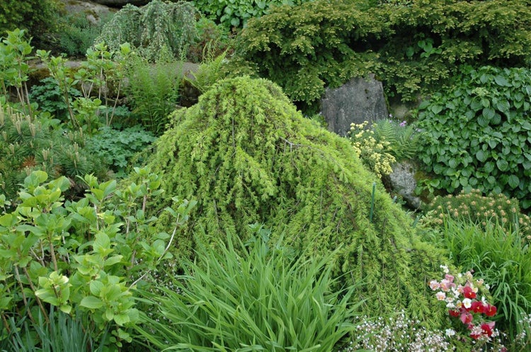 Cedrus deodara 'Pendula', Himalaya-Zeder, hängend, 60–80 cm