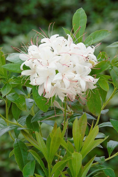 Rhododendron luteum 'Whitethroat', gelb, 30–40 cm