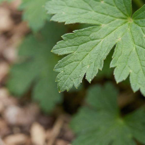 Nahaufnahme eines grünen, tief gelappten Blattes einer Gartenpflanze mit gezacktem Rand.