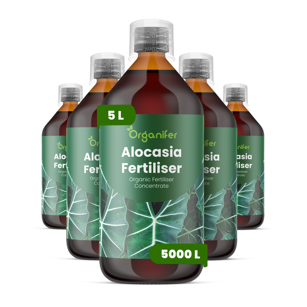 Organifer Alocasia Dünger, organisches Flüssigdünger Konzentrat, 5 Liter Flasche ausreichend für 5000 Liter.