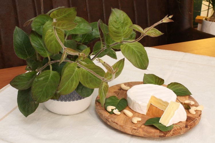 Käsekraut in BIO-Qualität - Paederia lanuginosa - Kräuterpflanze im 12cm Topf