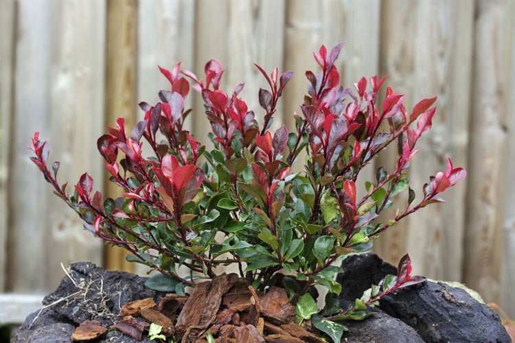 Photinia fraseri 'Little Red Robin', Glanzmispel, rot, 20–30 cm
